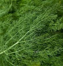 Dill