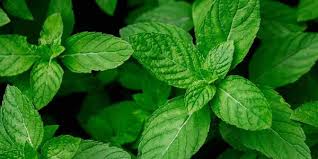 Nana Mint