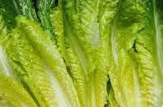 Romaine Lettuce